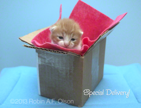 Special Delivery R Olson .jpg
